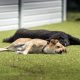 Best Dog Day Care in West London: Top Choices | My Caring Dog – Tips, Stories, and Care Guides for Loving Pet Owners