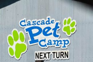 Best Canine Home Products for Car Dogs | My Caring Dog – Tips, Stories, and Care Guides for Loving Pet Owners