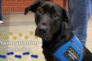 A Journey Together: Service Dogs & Their Humans | My Caring Dog – Tips, Stories, and Care Guides for Loving Pet Owners