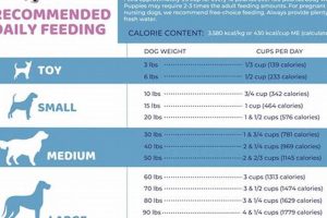 Can My Dog Have This? Car Safety Guide | My Caring Dog – Tips, Stories, and Care Guides for Loving Pet Owners