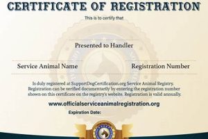 Best Service Dog Certification in Miami, Florida | My Caring Dog – Tips, Stories, and Care Guides for Loving Pet Owners