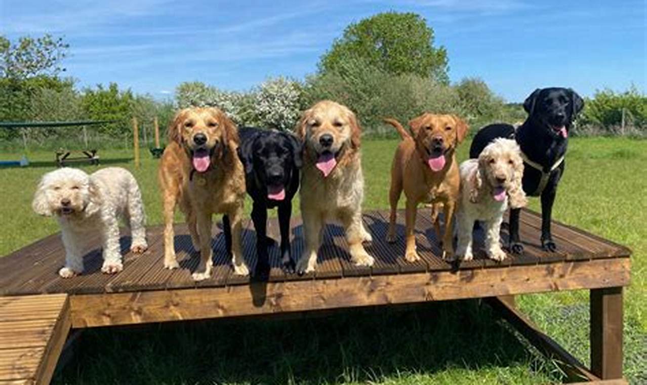 Top-Rated Dog Day Care in Napa Valley | My Caring Dog – Tips, Stories, and Care Guides for Loving Pet Owners