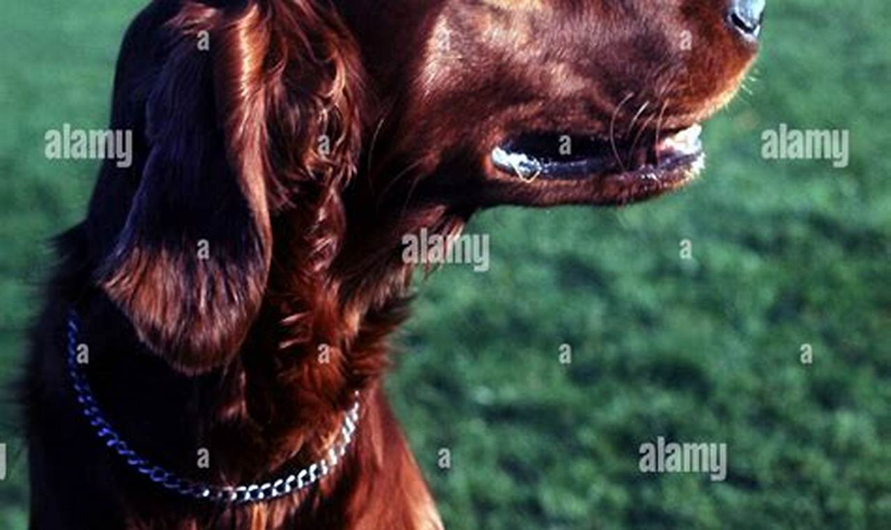 Best Car Accessories for Animals: Dogs | My Caring Dog – Tips, Stories, and Care Guides for Loving Pet Owners