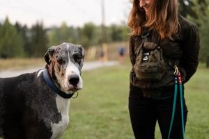 Service Dog Training Portland Oregon | My Caring Dog – Tips, Stories, and Care Guides for Loving Pet Owners