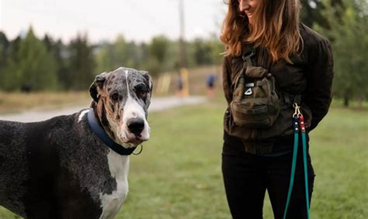 Service Dog Training Portland Oregon | My Caring Dog – Tips, Stories, and Care Guides for Loving Pet Owners