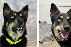 Dog Foster Care Columbus Ohio | My Caring Dog – Tips, Stories, and Care Guides for Loving Pet Owners