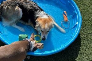 Top Dog Day Care in South Austin, TX | My Caring Dog – Tips, Stories, and Care Guides for Loving Pet Owners