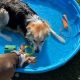 Top Dog Day Care in South Austin, TX | My Caring Dog – Tips, Stories, and Care Guides for Loving Pet Owners