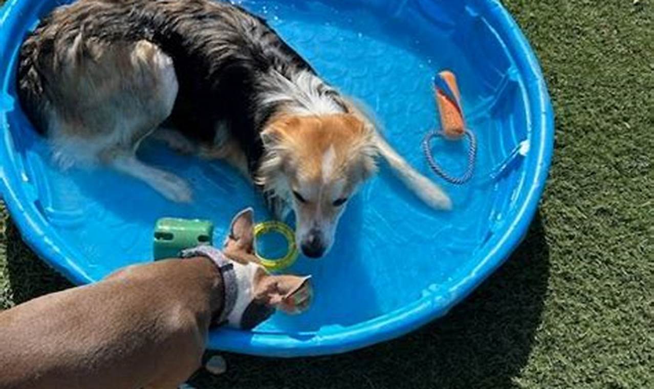 Top Dog Day Care in South Austin, TX | My Caring Dog – Tips, Stories, and Care Guides for Loving Pet Owners