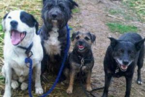 Best Dog Day Care in Kenilworth: Top Kennels | My Caring Dog – Tips, Stories, and Care Guides for Loving Pet Owners