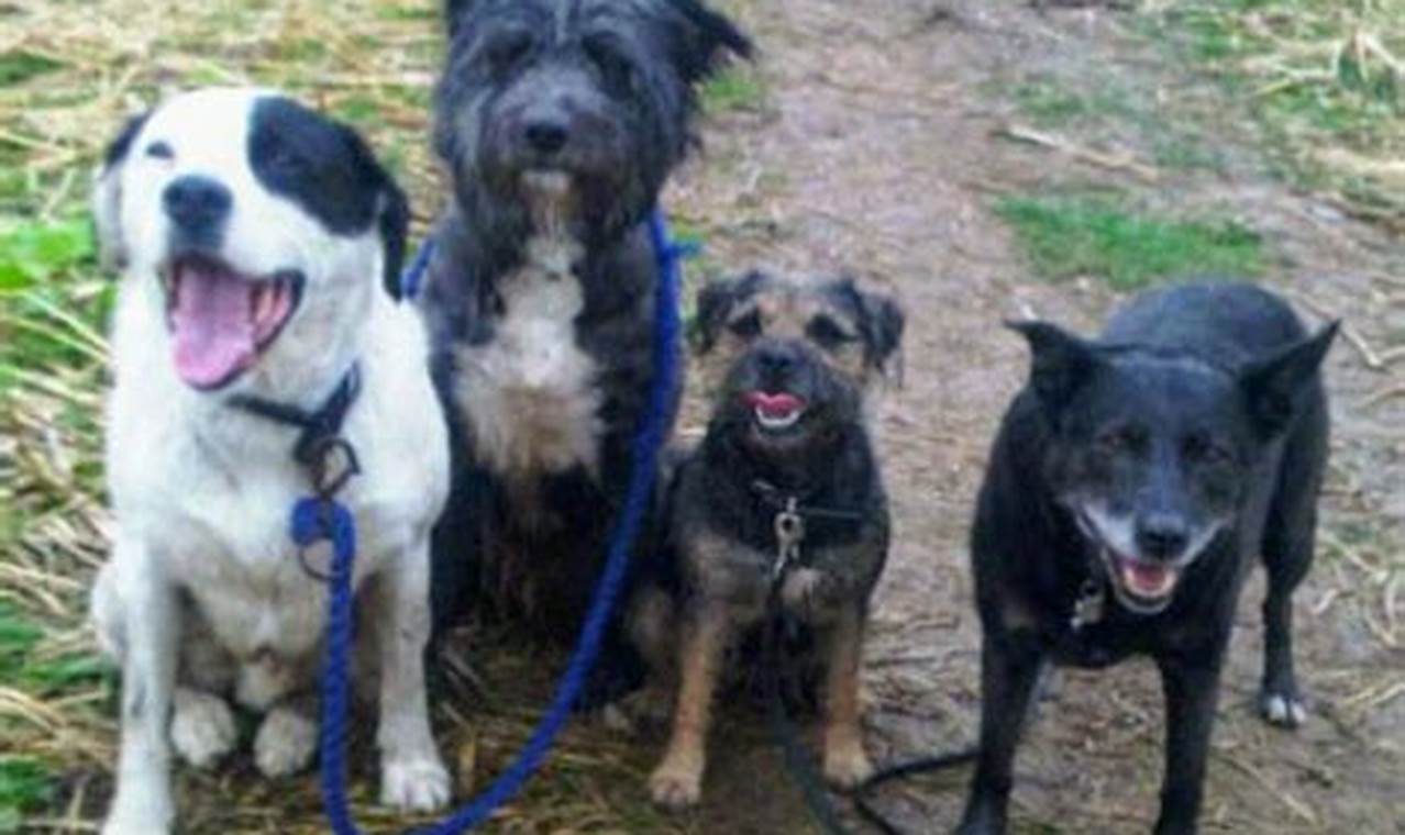 Best Dog Day Care in Kenilworth: Top Kennels | My Caring Dog – Tips, Stories, and Care Guides for Loving Pet Owners