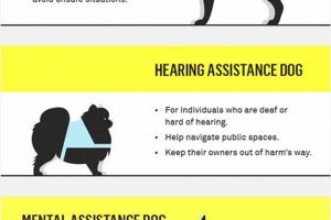 Best Dog Breeds for Service Animals | My Caring Dog – Tips, Stories, and Care Guides for Loving Pet Owners