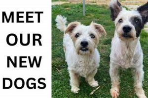 Palliative Care For Dogs Near Me My Caring Dog – Tips, Stories, and Care Guides for Loving Pet Owners Palliative Care For Dogs Near Me | My Caring Dog – Tips, Stories, and Care Guides for Loving Pet Owners