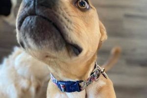 Top-Rated Atlanta Dog Day Care & Boarding My Caring Dog – Tips, Stories, and Care Guides for Loving Pet Owners Top-Rated Atlanta Dog Day Care & Boarding | My Caring Dog – Tips, Stories, and Care Guides for Loving Pet Owners