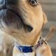 Top-Rated Atlanta Dog Day Care & Boarding | My Caring Dog – Tips, Stories, and Care Guides for Loving Pet Owners