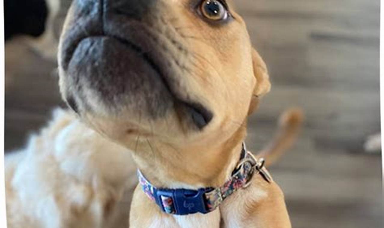 Top-Rated Atlanta Dog Day Care & Boarding | My Caring Dog – Tips, Stories, and Care Guides for Loving Pet Owners