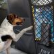 Best Dog Guards for Cars: Pets at Home Safe & Secure | My Caring Dog – Tips, Stories, and Care Guides for Loving Pet Owners
