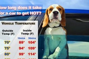 Dogs In Hot Car | My Caring Dog – Tips, Stories, and Care Guides for Loving Pet Owners