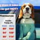 Dogs In Hot Car | My Caring Dog – Tips, Stories, and Care Guides for Loving Pet Owners