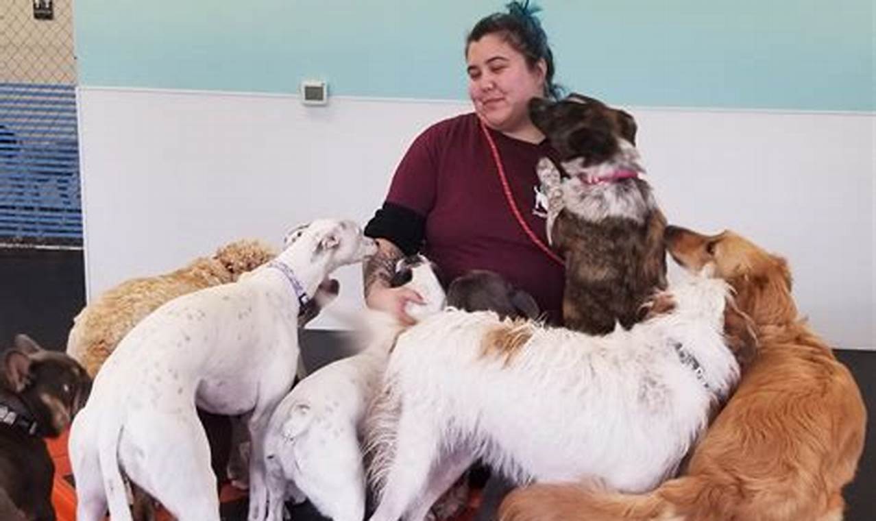 Top-Rated Dog Day Care in Vancouver WA | Best Care | My Caring Dog – Tips, Stories, and Care Guides for Loving Pet Owners