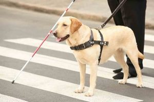 Best Service Dogs for the Blind: Ultimate Guide | My Caring Dog – Tips, Stories, and Care Guides for Loving Pet Owners