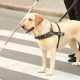 Best Service Dogs for the Blind: Ultimate Guide | My Caring Dog – Tips, Stories, and Care Guides for Loving Pet Owners