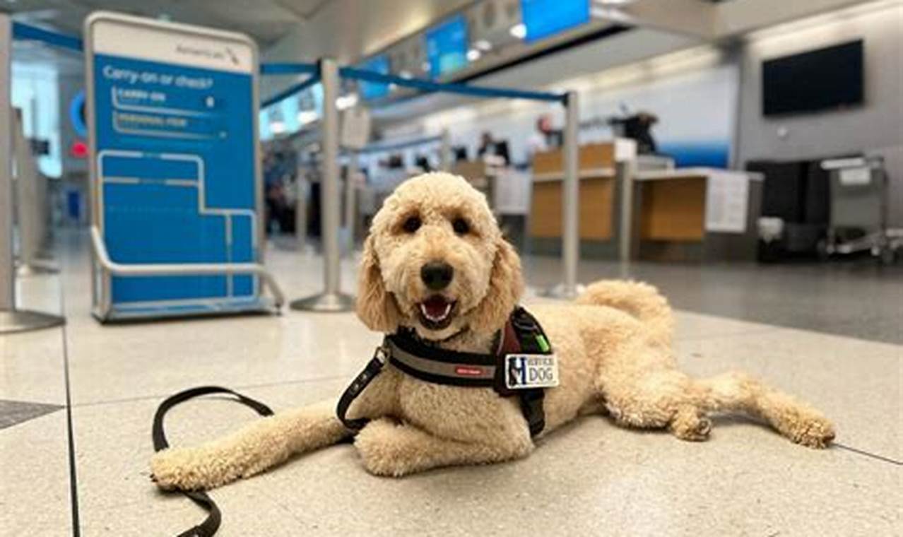 Best Service Dog Training Options & Locations | My Caring Dog – Tips, Stories, and Care Guides for Loving Pet Owners