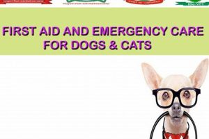 Dog Emergency Care Guide: First Aid & More | My Caring Dog – Tips, Stories, and Care Guides for Loving Pet Owners