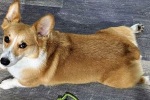 Top Dog Day Care in Muskegon MI | Best Care My Caring Dog – Tips, Stories, and Care Guides for Loving Pet Owners Top Dog Day Care in Muskegon MI | Best Care | My Caring Dog – Tips, Stories, and Care Guides for Loving Pet Owners