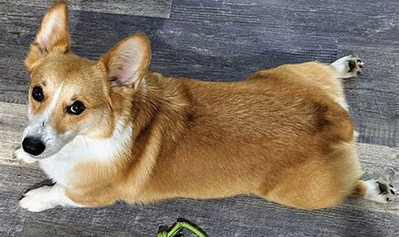 Top Dog Day Care in Muskegon MI | Best Care My Caring Dog – Tips, Stories, and Care Guides for Loving Pet Owners Top Dog Day Care in Muskegon MI | Best Care | My Caring Dog – Tips, Stories, and Care Guides for Loving Pet Owners