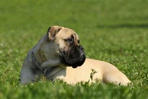 Top Independent Dog Breeds for Car Travel | My Caring Dog – Tips, Stories, and Care Guides for Loving Pet Owners