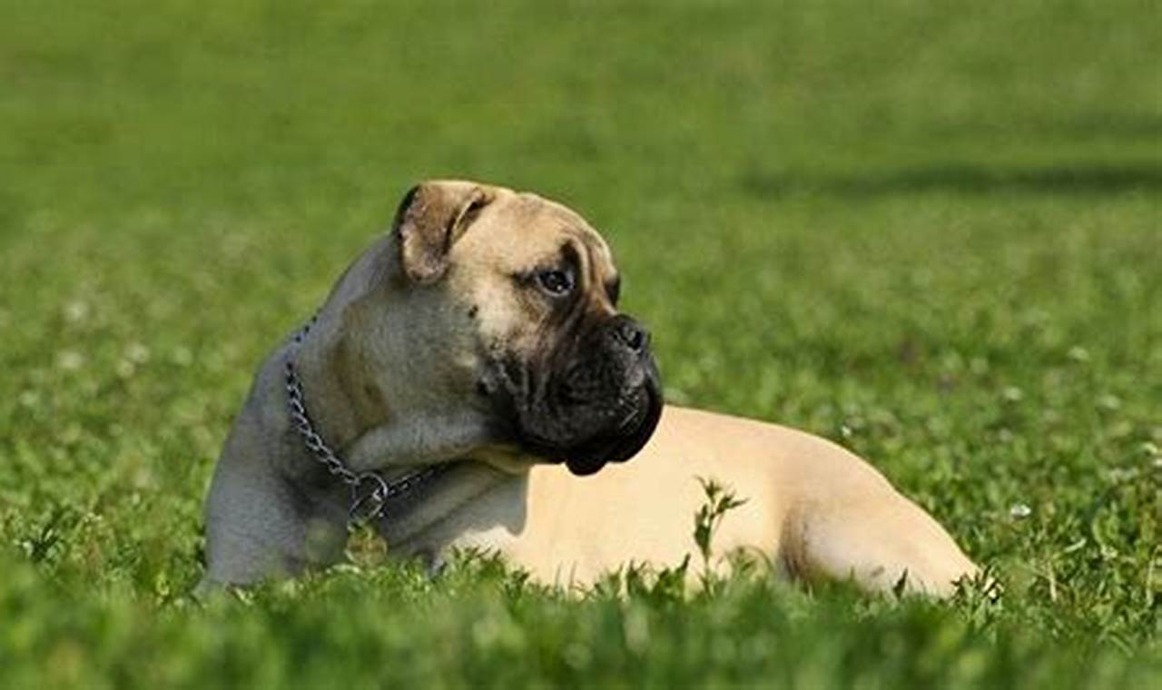 Top Independent Dog Breeds for Car Travel My Caring Dog – Tips, Stories, and Care Guides for Loving Pet Owners Top Independent Dog Breeds for Car Travel | My Caring Dog – Tips, Stories, and Care Guides for Loving Pet Owners