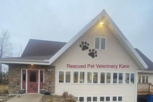 Essential Rescued Pet Dog Vet Care Tips | My Caring Dog – Tips, Stories, and Care Guides for Loving Pet Owners