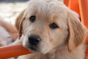 Find Puppies Near You: Car Dog Edition My Caring Dog – Tips, Stories, and Care Guides for Loving Pet Owners Find Puppies Near You: Car Dog Edition | My Caring Dog – Tips, Stories, and Care Guides for Loving Pet Owners