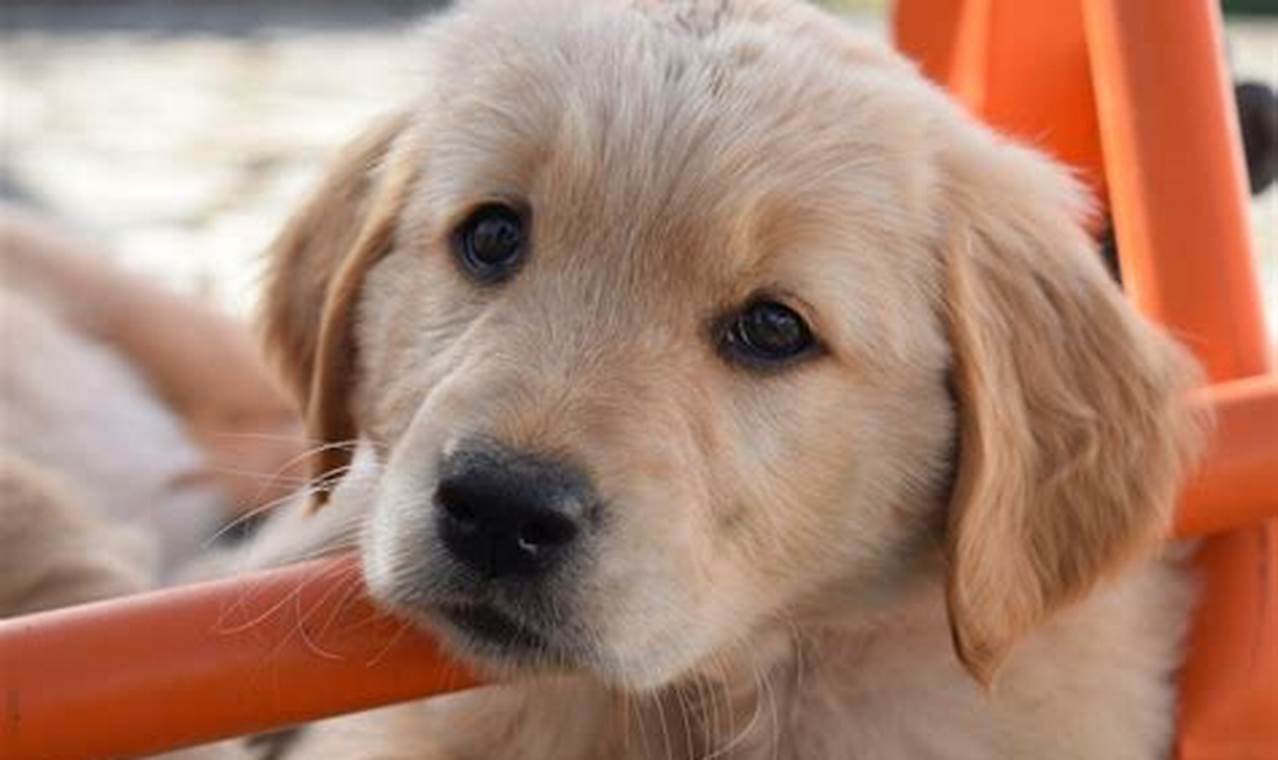 Find Puppies Near You: Car Dog Edition My Caring Dog – Tips, Stories, and Care Guides for Loving Pet Owners Find Puppies Near You: Car Dog Edition | My Caring Dog – Tips, Stories, and Care Guides for Loving Pet Owners