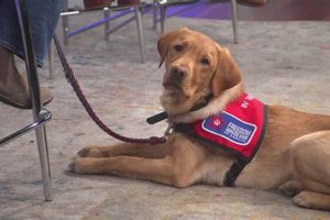 Best Service Dogs in Colorado: A Guide My Caring Dog – Tips, Stories, and Care Guides for Loving Pet Owners Best Service Dogs in Colorado: A Guide | My Caring Dog – Tips, Stories, and Care Guides for Loving Pet Owners