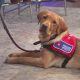 Best Service Dogs in Colorado: A Guide | My Caring Dog – Tips, Stories, and Care Guides for Loving Pet Owners