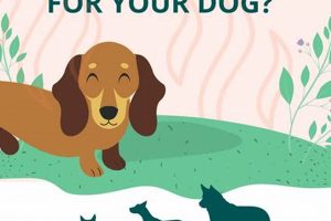What Temp Is Too Hot For Dogs In Car | My Caring Dog – Tips, Stories, and Care Guides for Loving Pet Owners