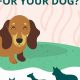 What Temp Is Too Hot For Dogs In Car | My Caring Dog – Tips, Stories, and Care Guides for Loving Pet Owners