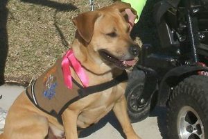 Best Service Dogs in San Antonio, TX My Caring Dog – Tips, Stories, and Care Guides for Loving Pet Owners Best Service Dogs in San Antonio, TX | My Caring Dog – Tips, Stories, and Care Guides for Loving Pet Owners