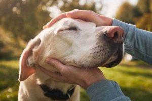 How Dogs Recognize Their Loving Caregivers | My Caring Dog – Tips, Stories, and Care Guides for Loving Pet Owners
