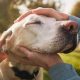 How Dogs Recognize Their Loving Caregivers | My Caring Dog – Tips, Stories, and Care Guides for Loving Pet Owners
