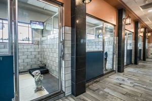 Top Dog Day Care & Boarding Near You | My Caring Dog – Tips, Stories, and Care Guides for Loving Pet Owners