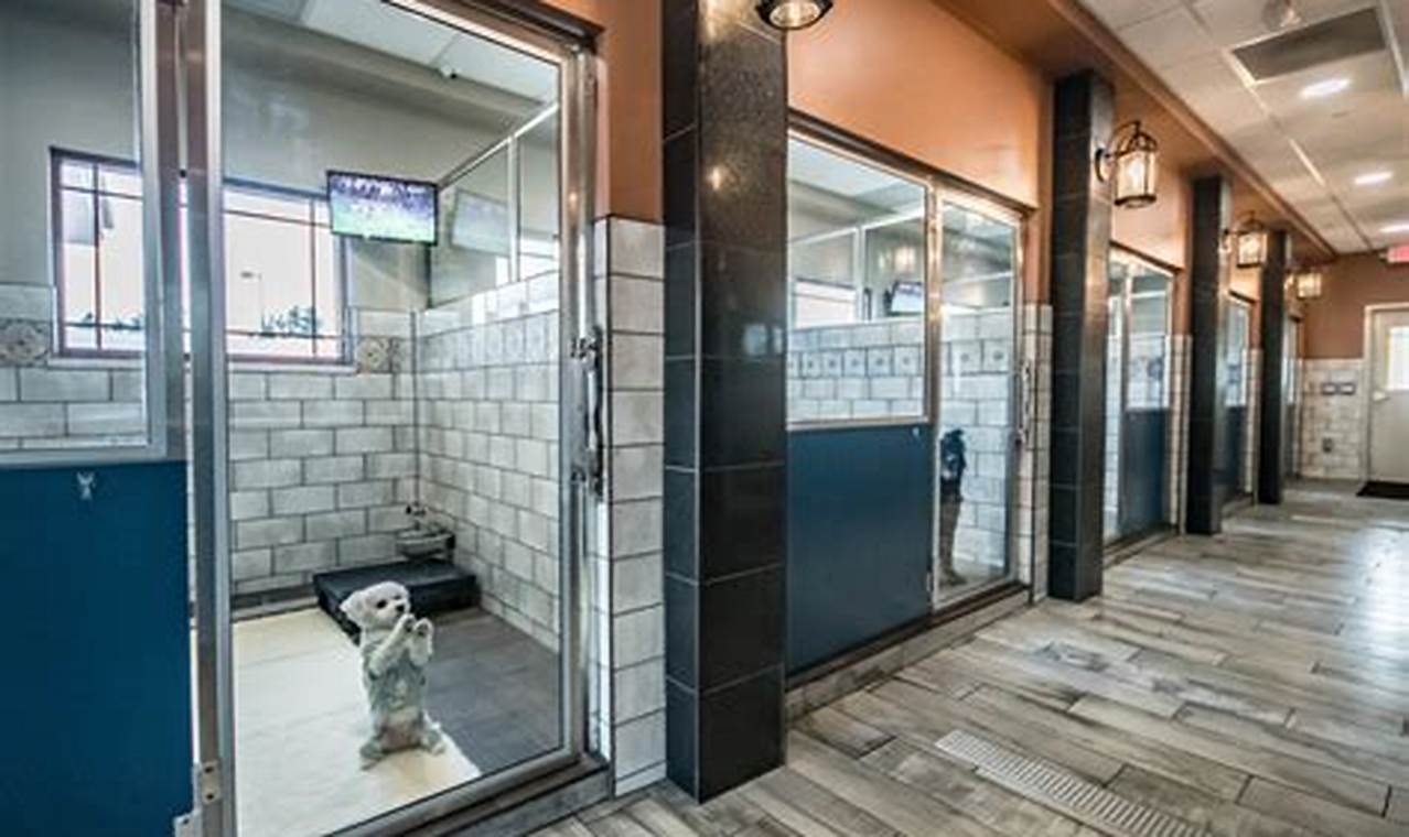 Top Dog Day Care & Boarding Near You My Caring Dog – Tips, Stories, and Care Guides for Loving Pet Owners Top Dog Day Care & Boarding Near You | My Caring Dog – Tips, Stories, and Care Guides for Loving Pet Owners