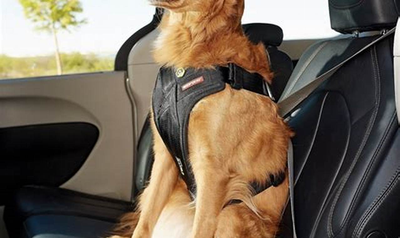 Best Crash-Tested Dog Car Harnesses for Safety My Caring Dog – Tips, Stories, and Care Guides for Loving Pet Owners Best Crash-Tested Dog Car Harnesses for Safety | My Caring Dog – Tips, Stories, and Care Guides for Loving Pet Owners