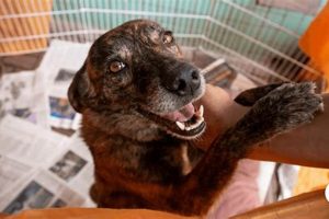 Car Owners: How Can I Help Dogs? Tips & Tricks | My Caring Dog – Tips, Stories, and Care Guides for Loving Pet Owners