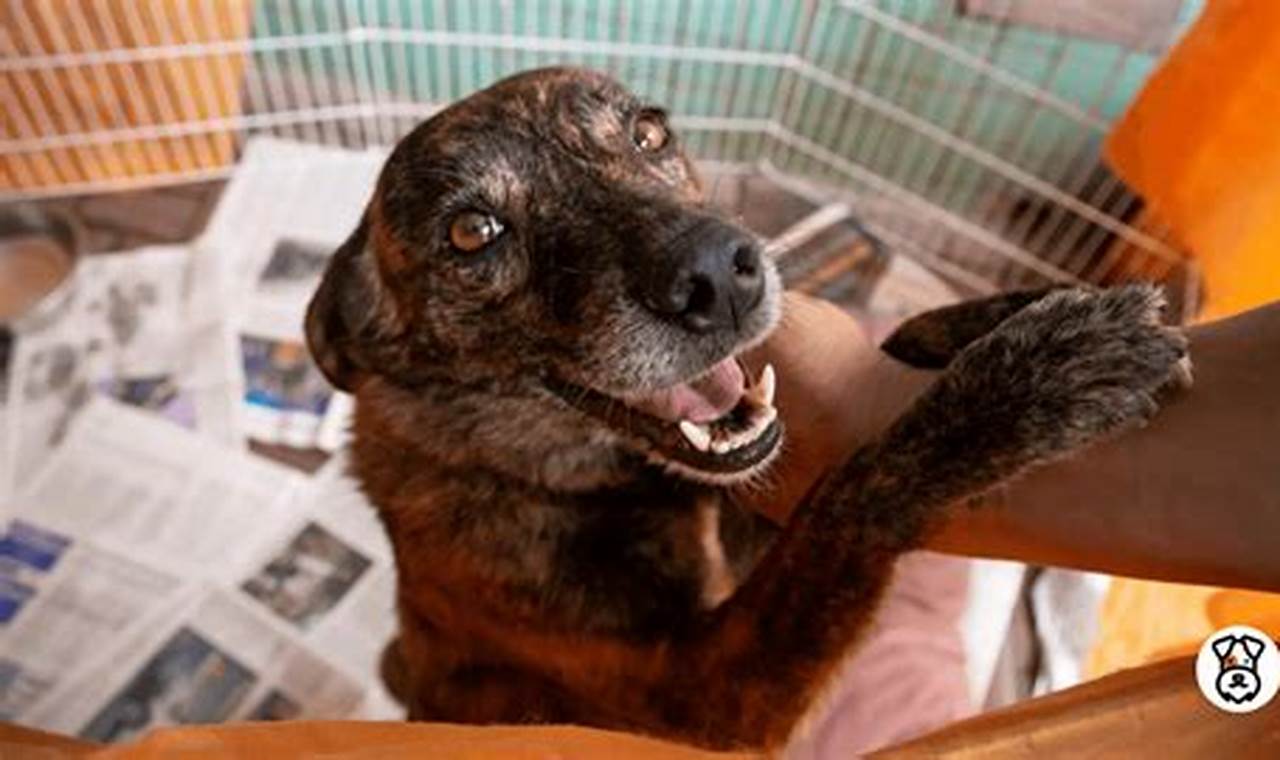 Car Owners: How Can I Help Dogs? Tips & Tricks My Caring Dog – Tips, Stories, and Care Guides for Loving Pet Owners Car Owners: How Can I Help Dogs? Tips & Tricks | My Caring Dog – Tips, Stories, and Care Guides for Loving Pet Owners