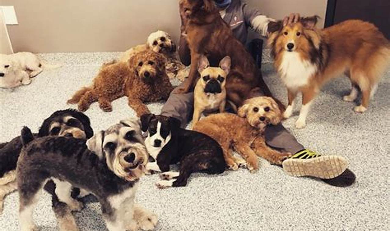 Top Dog Day Care in Mesquite, NV: Best Options My Caring Dog – Tips, Stories, and Care Guides for Loving Pet Owners Top Dog Day Care in Mesquite, NV: Best Options | My Caring Dog – Tips, Stories, and Care Guides for Loving Pet Owners