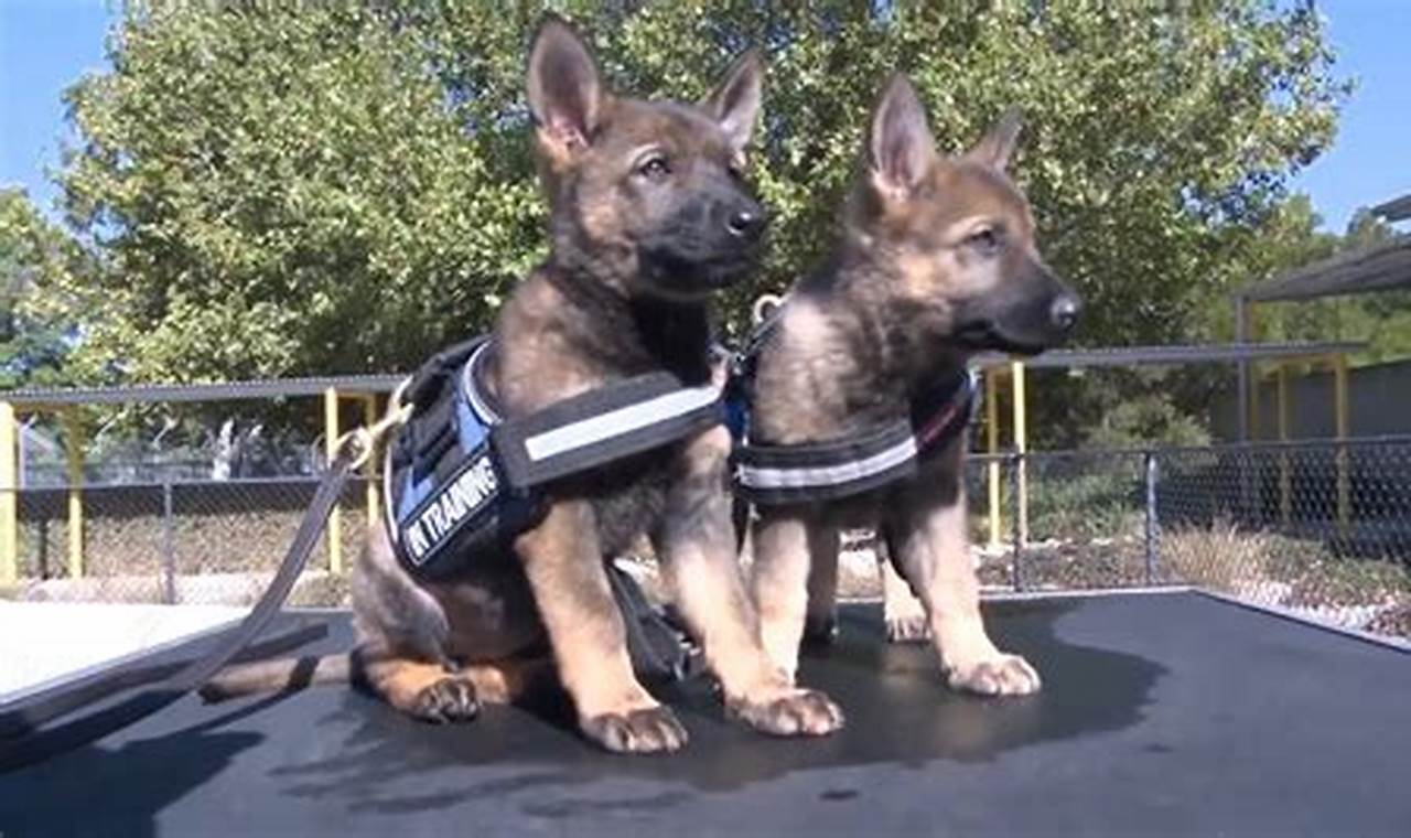 Training K9 Puppies My Caring Dog – Tips, Stories, and Care Guides for Loving Pet Owners Training K9 Puppies | My Caring Dog – Tips, Stories, and Care Guides for Loving Pet Owners