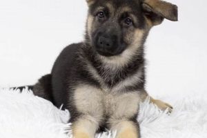 Top Dog Day Care in Pembroke Pines, FL | My Caring Dog – Tips, Stories, and Care Guides for Loving Pet Owners